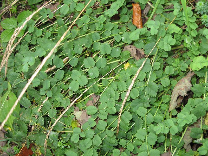 Ecouges 026.jpg